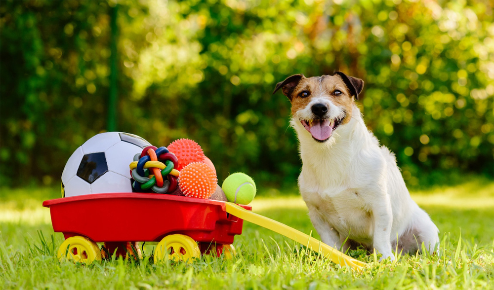 dog toys