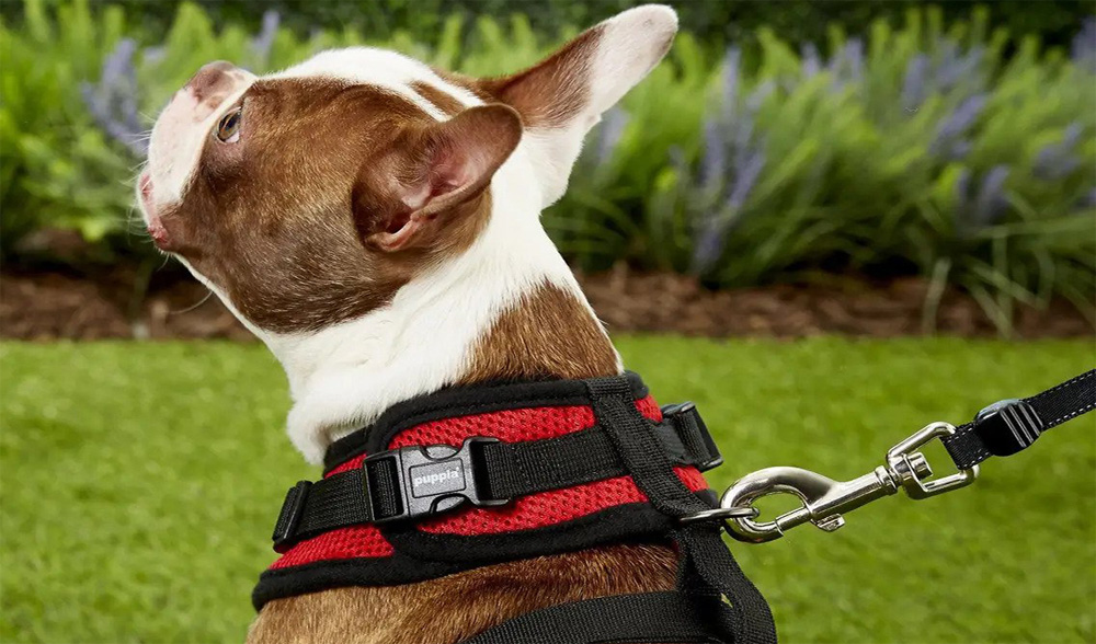 dog harness