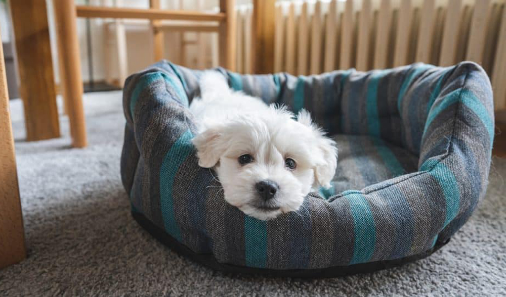dog bed
