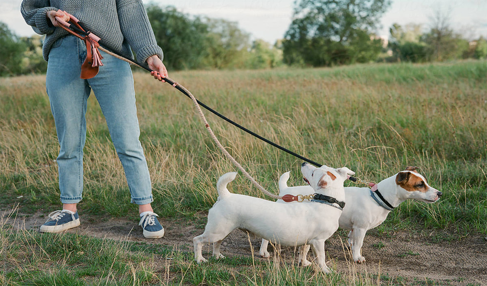dog leash