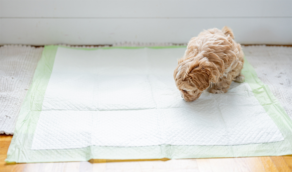 puppy pad