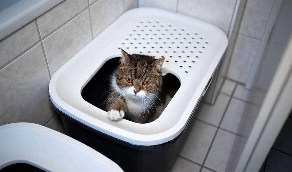 cat’s litter box